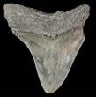 Bargain, Megalodon Tooth - South Carolina #47605-1